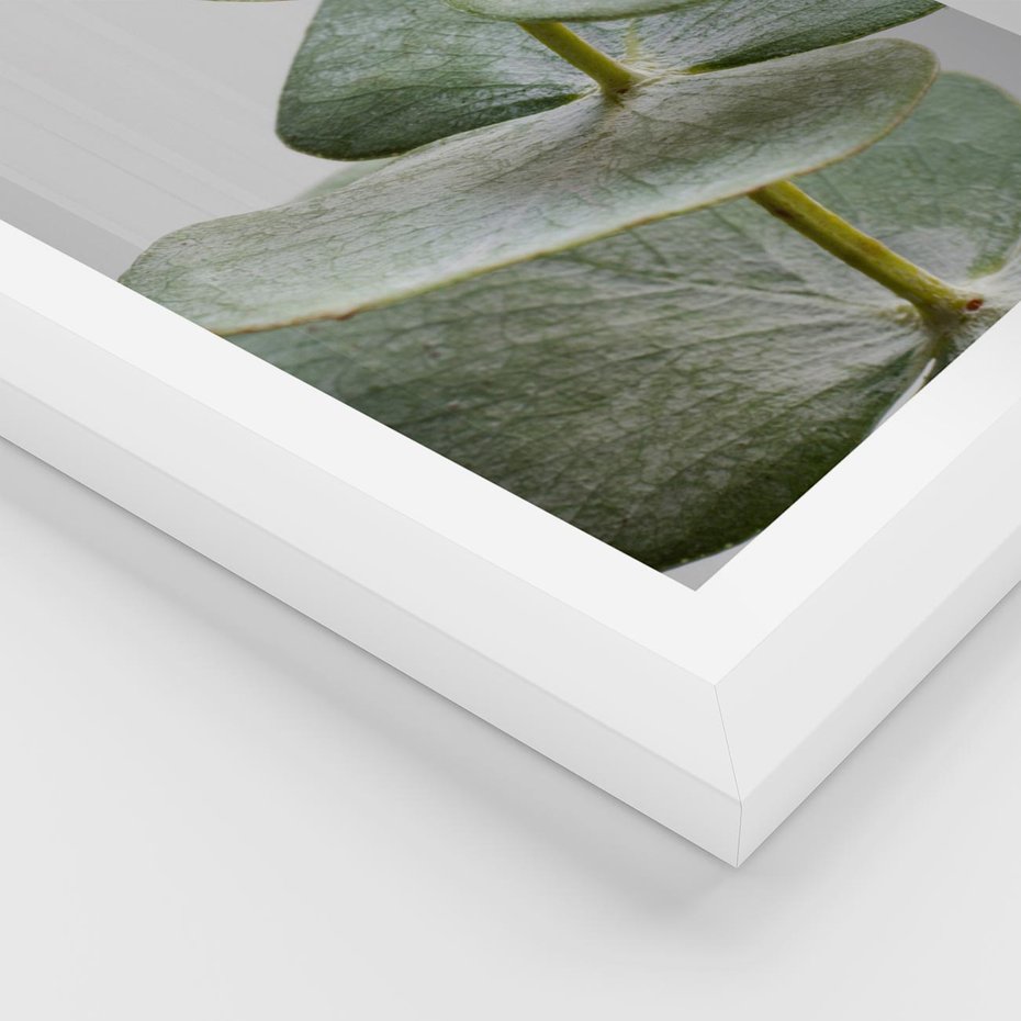 Plakat w ramie 40x50 - Eukaliptusowa zieleń - eukaliptus, zielone - rama biała
