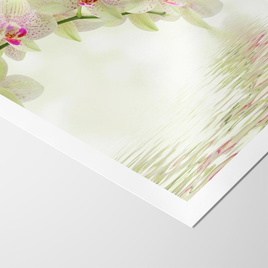 Plakat bez ramy 40x50 - Orchidea w Spa - orchidea, kwiaty