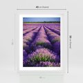 Plakat w ramie 40x50 - Malownicze Pole Lawendy - lawenda, pole - rama biała