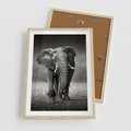 Plakat w ramie 50x70 - Majestatyczny słoń Afryki - słoń, Afryka - rama drewno