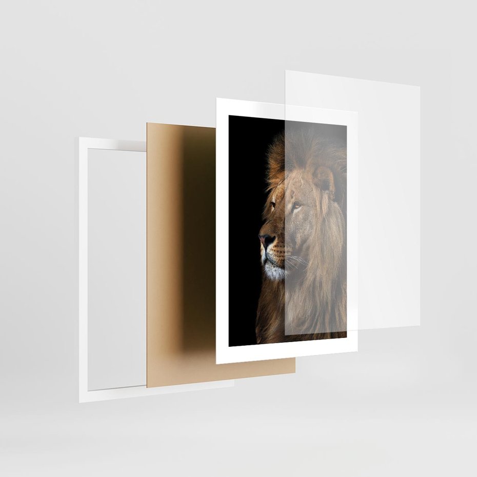 Plakat w ramie 30x40 - Władca Dzikiej Przyrody - lew, król - rama biała
