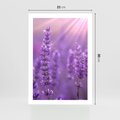 Plakat bez ramy 21x30 - Fioletowa harmonia lawendy - lawenda, fiolet