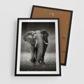 Plakat w ramie 50x70 - Majestatyczny słoń Afryki - słoń, Afryka - rama czarna