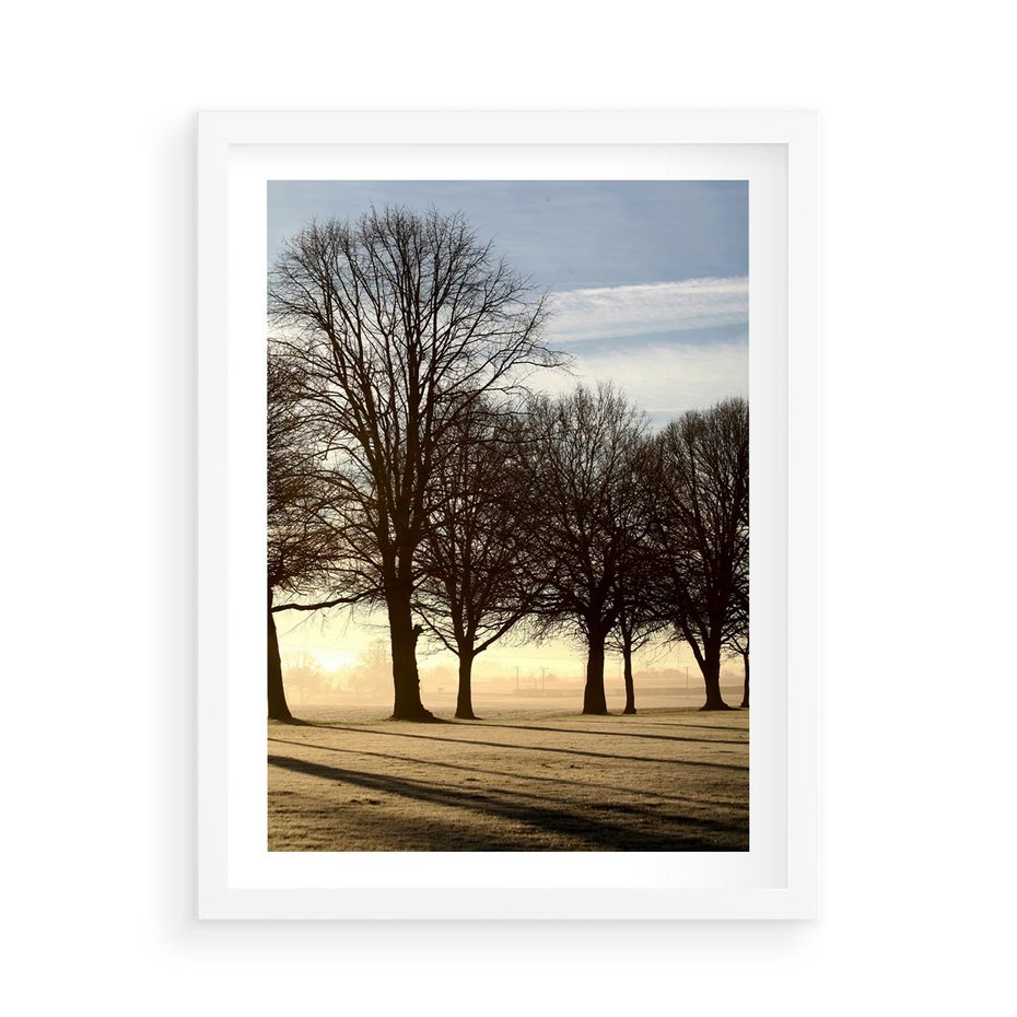 Plakat w ramie 50x70 - Siła natury - drzewa, pole - rama biała