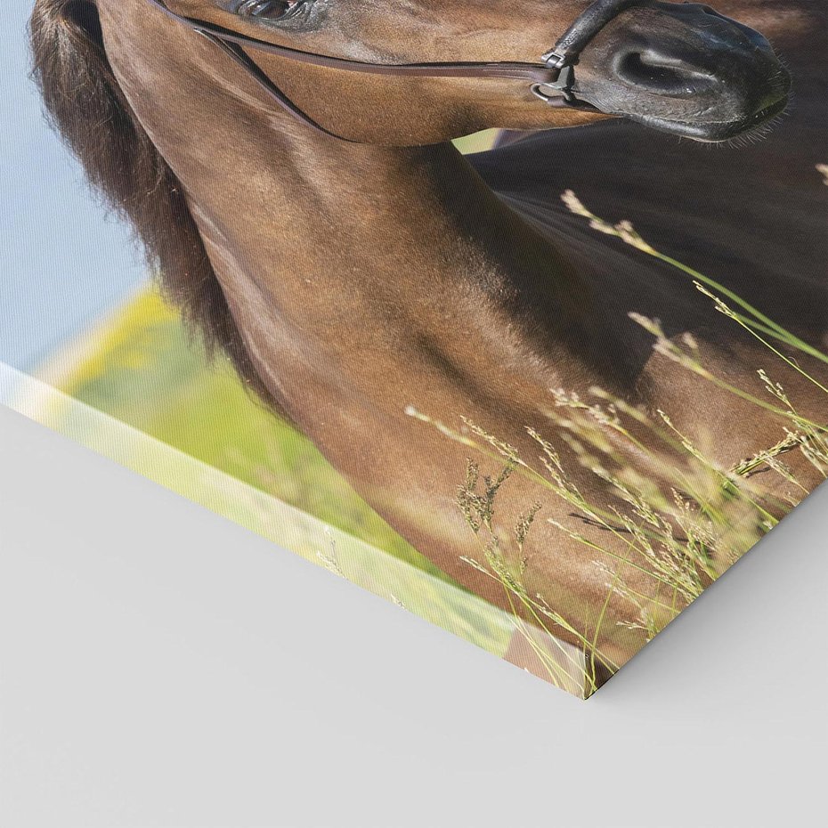 Obraz na płótnie 40x40 - Siła i piękno natury - koń, łąka