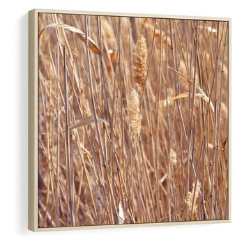Obraz w ramie 80x80 - Mistrzowskie suche trawy - suche, trawy - rama drewno