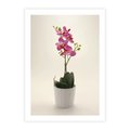 Plakat bez ramy 21x30 - Delikatność storczyka orchidei - storczyk, orchidea