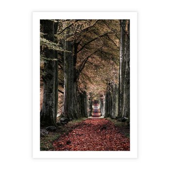 Plakat bez ramy 40x50 - Spacer po Leśnej Drodze - ścieżka w lesie, jesień suche liście