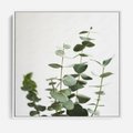 Obraz w ramie 50x50 - Żywa eukaliptusowa zieleń - eukaliptus, zielone - rama biała