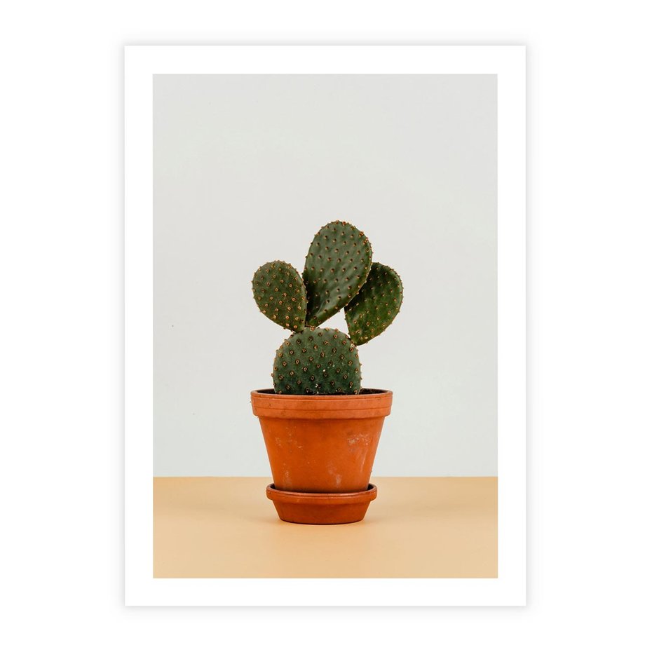 Plakat bez ramy 40x50 - Kwiatowy taniec kaktusa - kaktus, kwiat