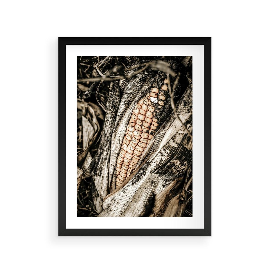 Plakat w ramie 30x40 - Kukurydza w Jesiennej Scenie - kukurydza, jesień - rama czarna