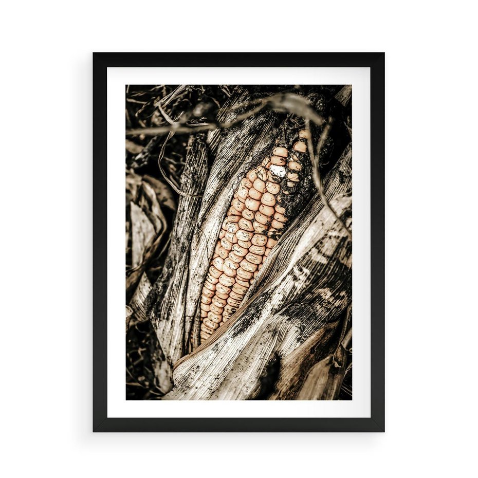 Plakat w ramie 50x70 - Kukurydza w Jesiennej Scenie - kukurydza, jesień - rama czarna