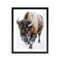 Plakat w ramie 40x50 - Zimowy Władca Puszczy - żubr, bizon - rama czarna