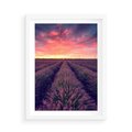 Plakat w ramie 50x70 - Różowe Niebo nad Polami - pola lawendy, zachód słońca - rama biała
