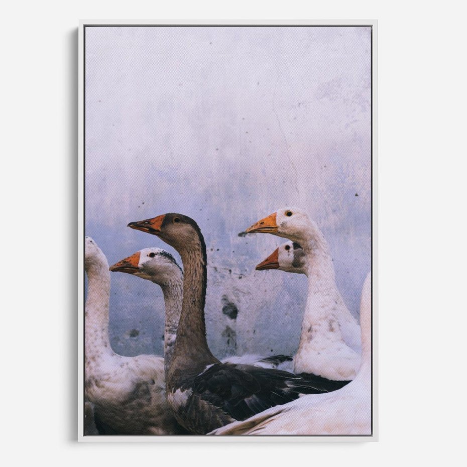 Obraz w ramie 80x120 - Spotkanie Wśród Piór - uchwycony moment, fotografia - rama biała