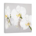 Obraz na płótnie 60x60 - kwiatowy urok - orchidea, kwiat
