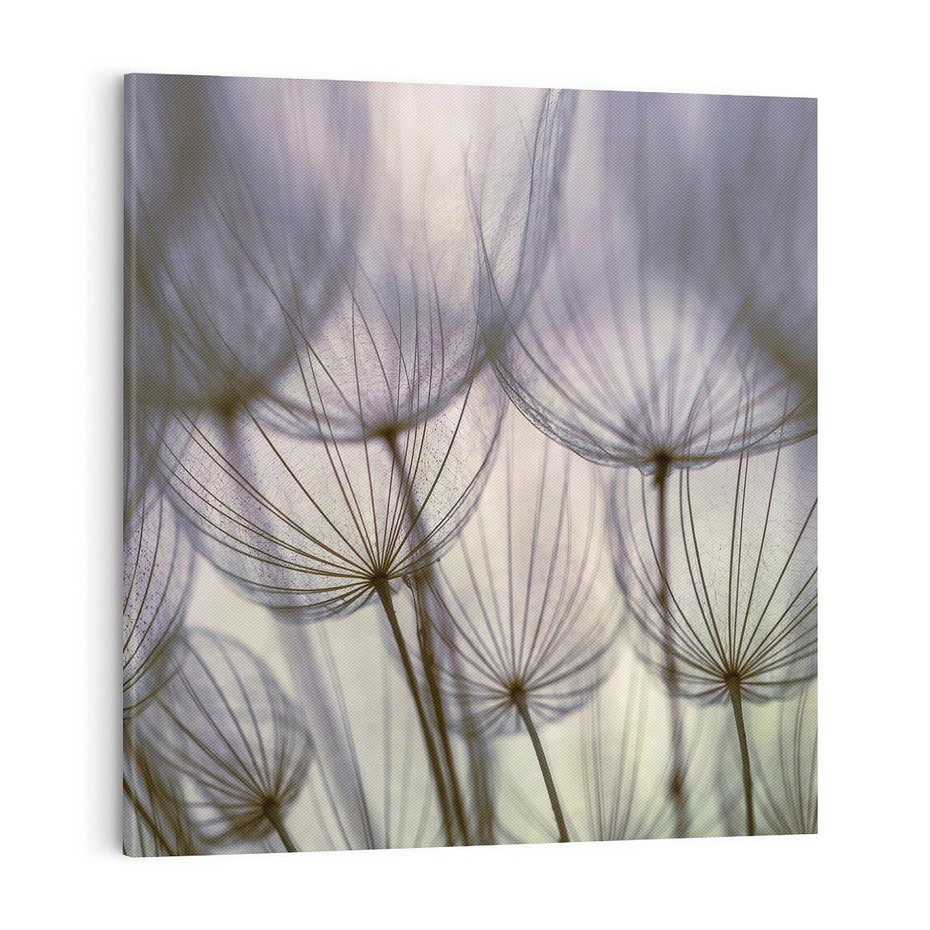 Obraz na płótnie 70x70 - Makro dmuchawiec - piękno drobnych detali - dmuchawce, makro