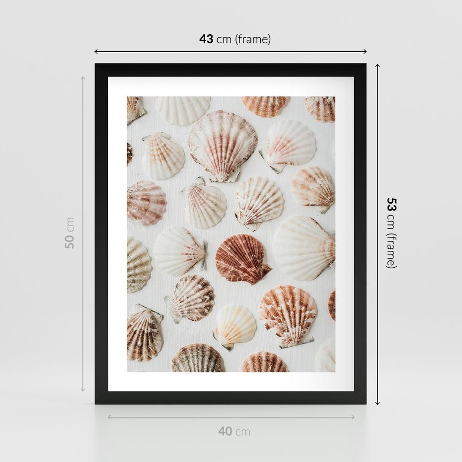 Plakat w ramie 40x50 - Morska Delikatność: Muszelki na Białym Tle - kompozycja, morskie muszelki na białym tle - rama czarna