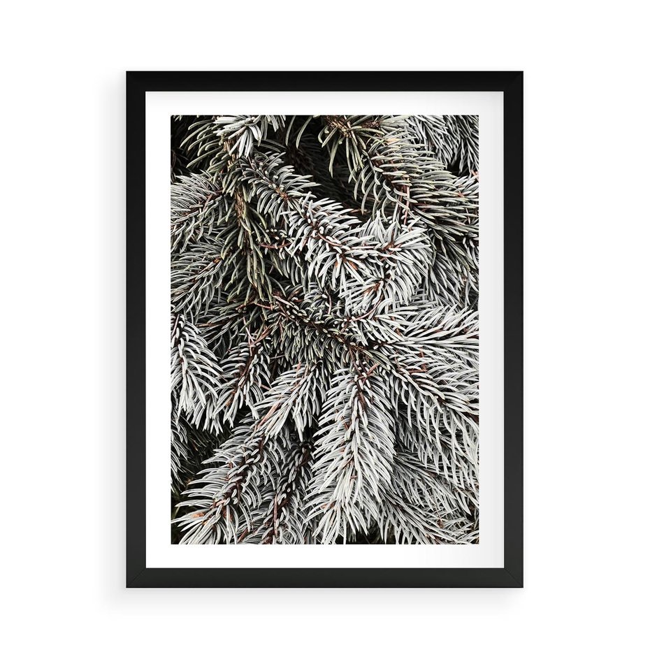 Plakat w ramie 50x70 - Cisza Zimowej Natury - zima, iglaste gałązki - rama czarna