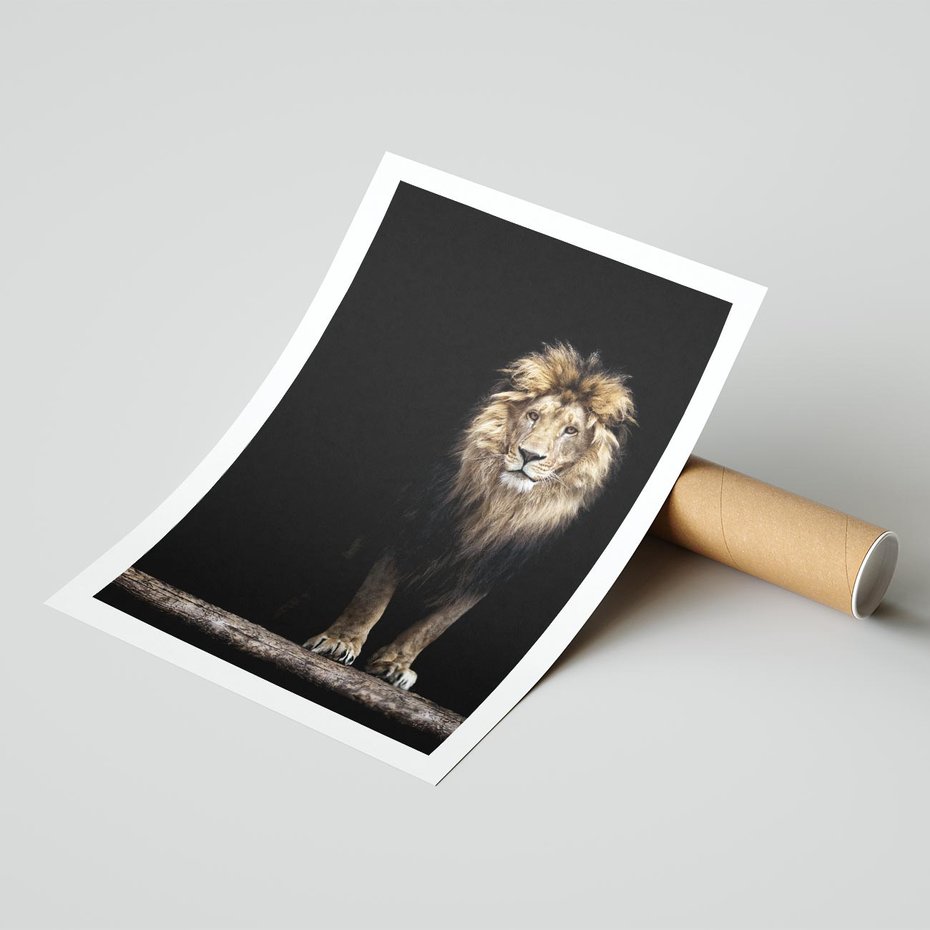Plakat bez ramy 50x70 - Lew: dzikie piękno natury - lew, dzikie