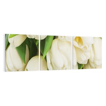 Obraz na płótnie 150x50 - Białe tulipany w pełnym rozkwicie - białe, tulipany