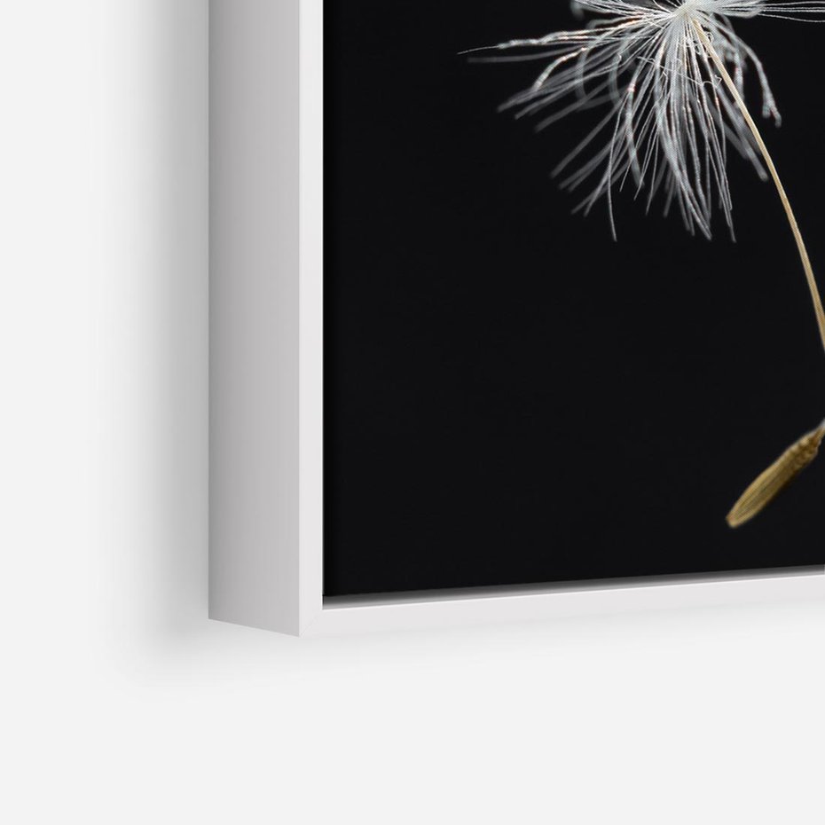 Obraz w ramie 50x50 - Delikatność Wiatru - dmuchawce, makro - rama biała