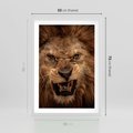 Plakat w ramie 50x70 - Władca Sawanny - lew, sawanna - rama biała