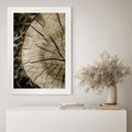 Plakat bez ramy 21x30 - Wnętrze Natury - pień, przecięty pień