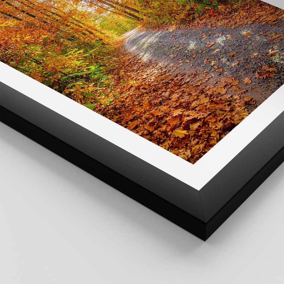 Plakat w ramie 30x40 - Kolorowe drzewa na ścieżce jesieni - las, jesień - rama czarna