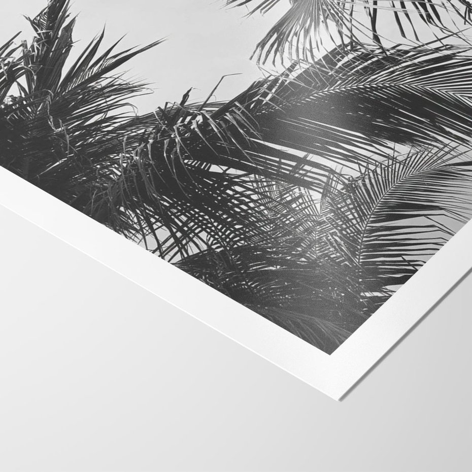 Plakat bez ramy 50x70 - Palmy w Monochromii - palmy, tropikalne palmy