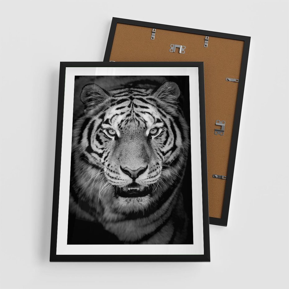 Plakat w ramie 50x70 - Tygrys Czarno-Biały: Siła i Delikatność - tygrys, czarno - rama czarna