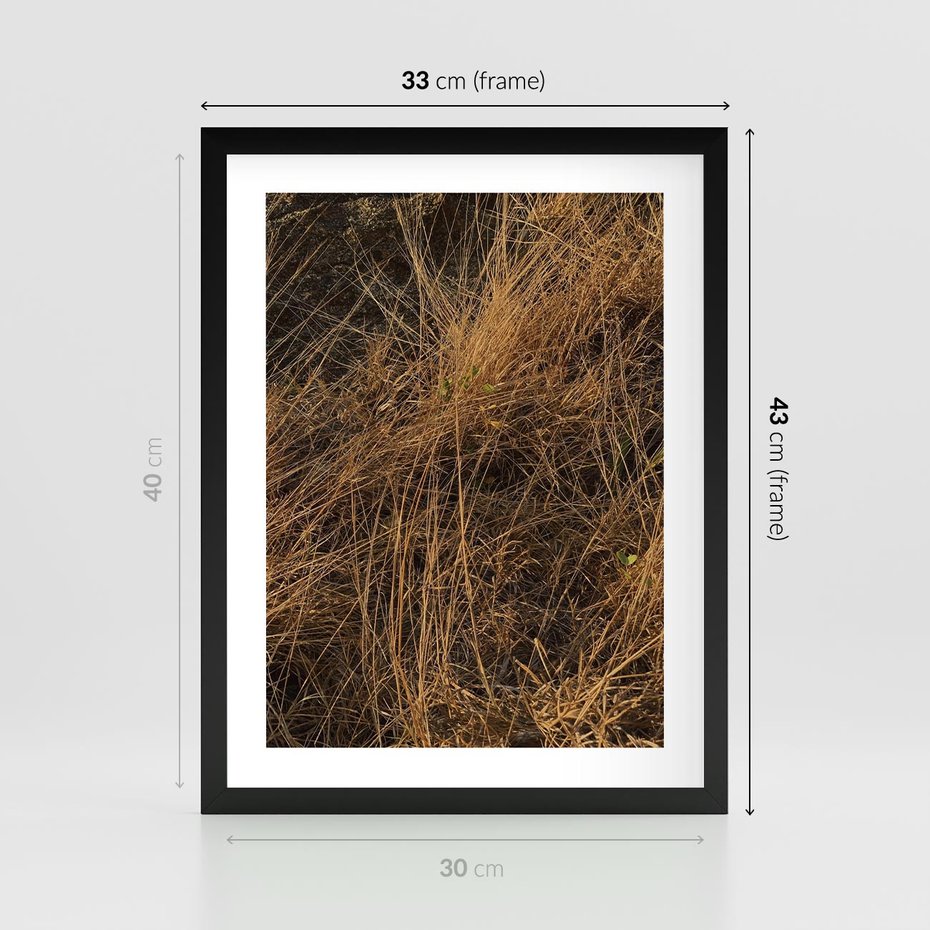 Plakat w ramie 30x40 - Szlachetna Suchość Traw - trawy, suche trawy - rama czarna