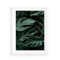 Plakat w ramie 50x70 - Zielone Liście Monstery w Dżungli - zielone liście monstery, dżungla - rama biała