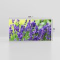 Obraz na płótnie 120x60 - Elegancka lawenda w pełnym rozkwicie - lawenda, kwiaty
