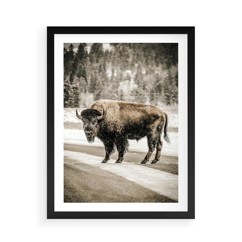 Plakat w ramie 50x70 - Spotkanie z Żubrem na Leśnej Drodze - żubr, las - rama czarna