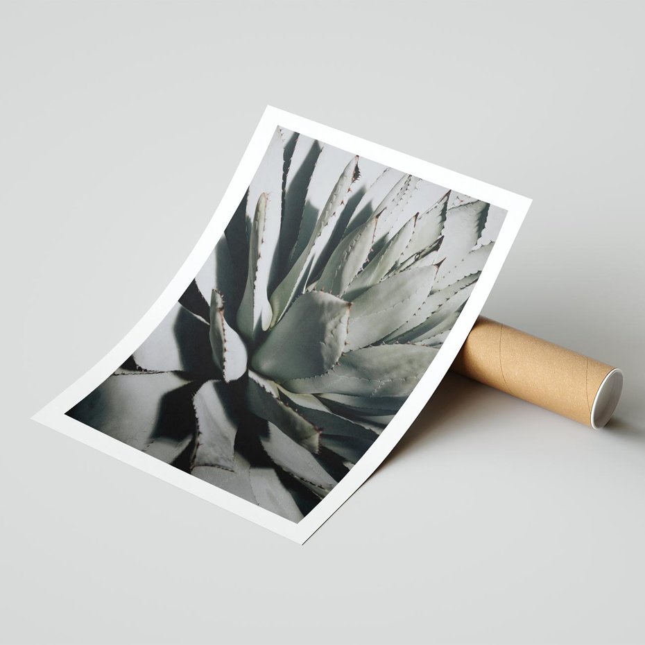 Plakat bez ramy 21x30 - Sukulenty wśród kaktusów - sukulenty, kaktusy