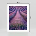 Plakat bez ramy 40x50 - Pole Lawendy w Pełnej Krasie - pole lawendy, kompozycja