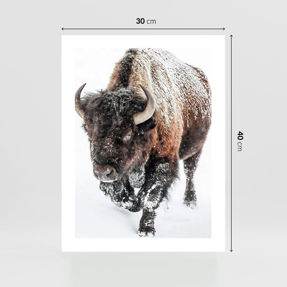 Plakat bez ramy 30x40 - Zimowy Władca Puszczy - żubr, bizon