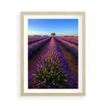 Plakat w ramie 50x70 - Fioletowa Magia - pole, lawendy - rama drewno