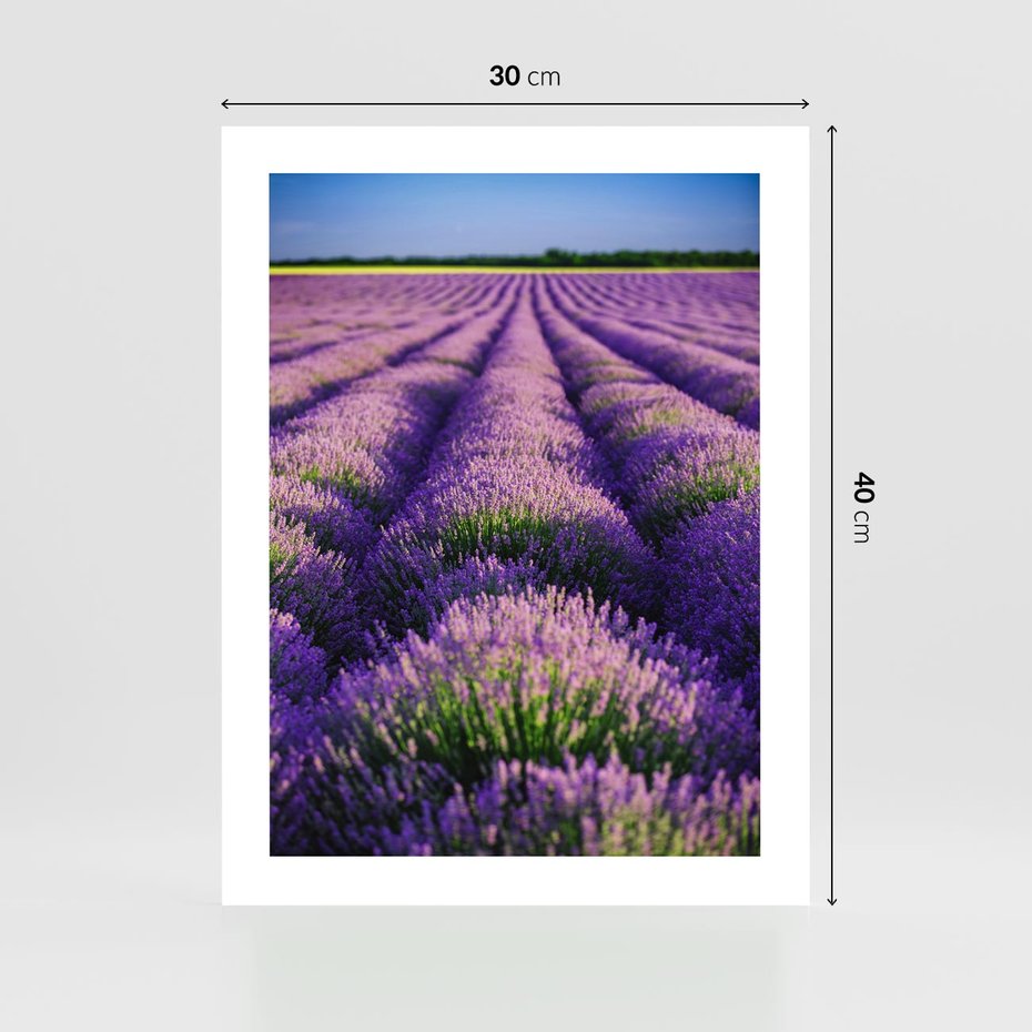 Plakat bez ramy 30x40 - Malownicze Pole Lawendy - lawenda, pole