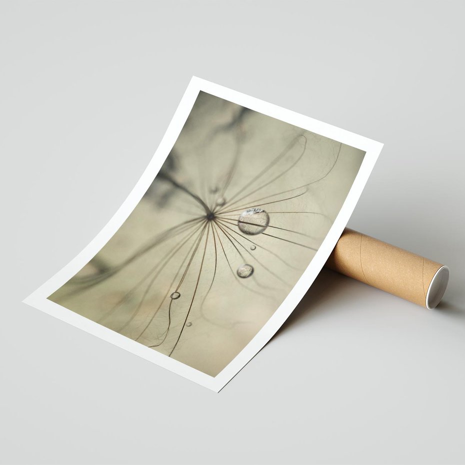 Plakat bez ramy 40x50 - Delikatność dmuchawców - dmuchawce, krople