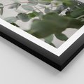 Plakat w ramie 50x70 - Liście eukaliptusa w naturze - eukaliptus, liście - rama czarna