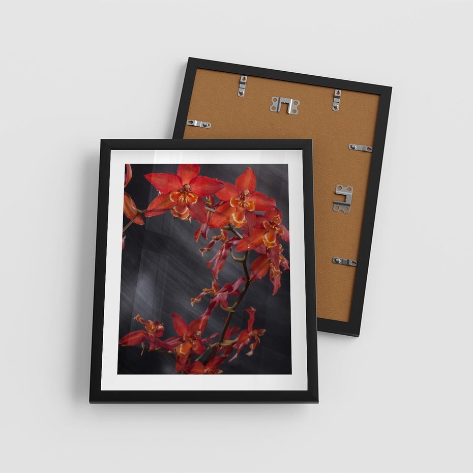 Plakat w ramie 40x50 - Kolorowy Raj - kwiaty, tropikalne - rama czarna