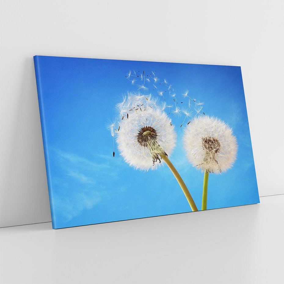 Obraz na płótnie 70x50 - wiatr pełen marzeń - dmuchawce, wiatr