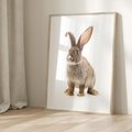 Plakat w ramie 40x50 - Delikatna Zwierzęca Uroda - królik, zwierzę - rama drewno