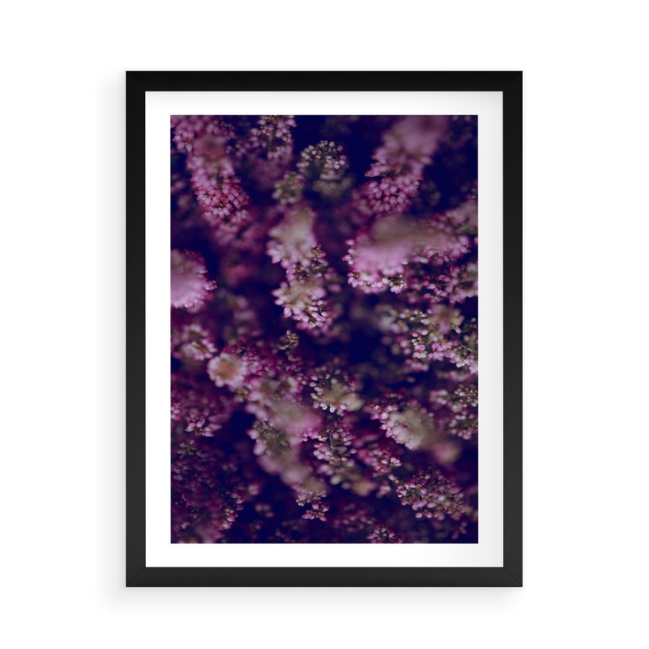 Plakat w ramie 50x70 - Wrzosowa Delikatność - wrzosy, kwiaty - rama czarna
