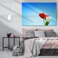 Obraz na płótnie 70x50 - Tulipanowy zachwyt - tulipany, kwiaty