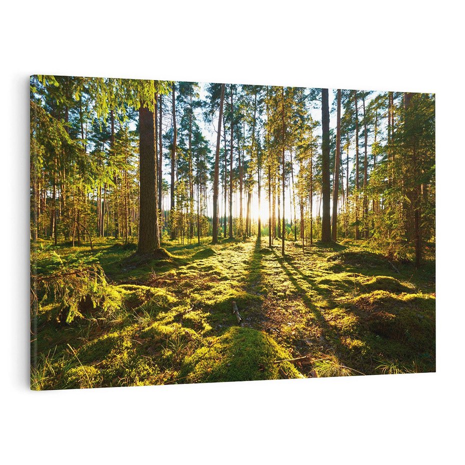 Obraz na płótnie 120x80 - Obfitość natury - las, drzewa