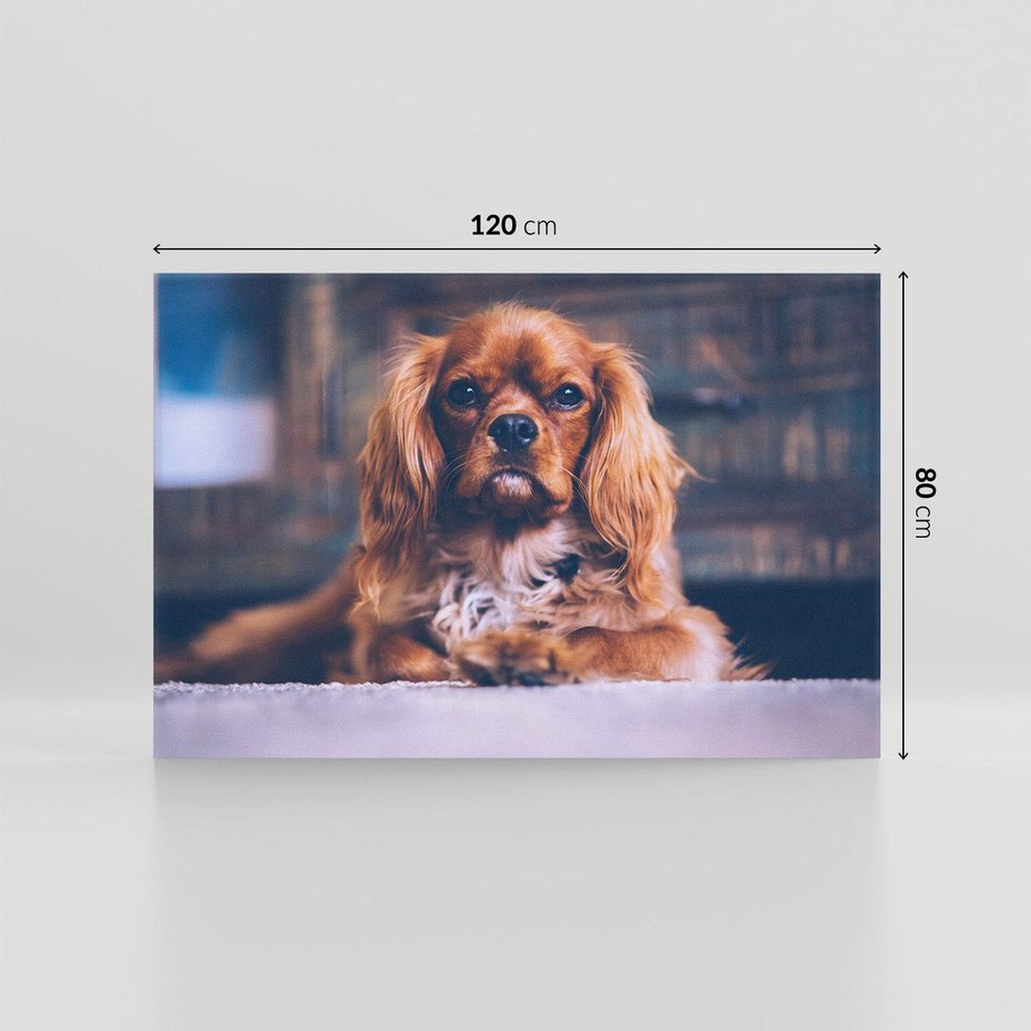 Obraz na płótnie 120x80 - Spacer z pieskiem - pies, piesek