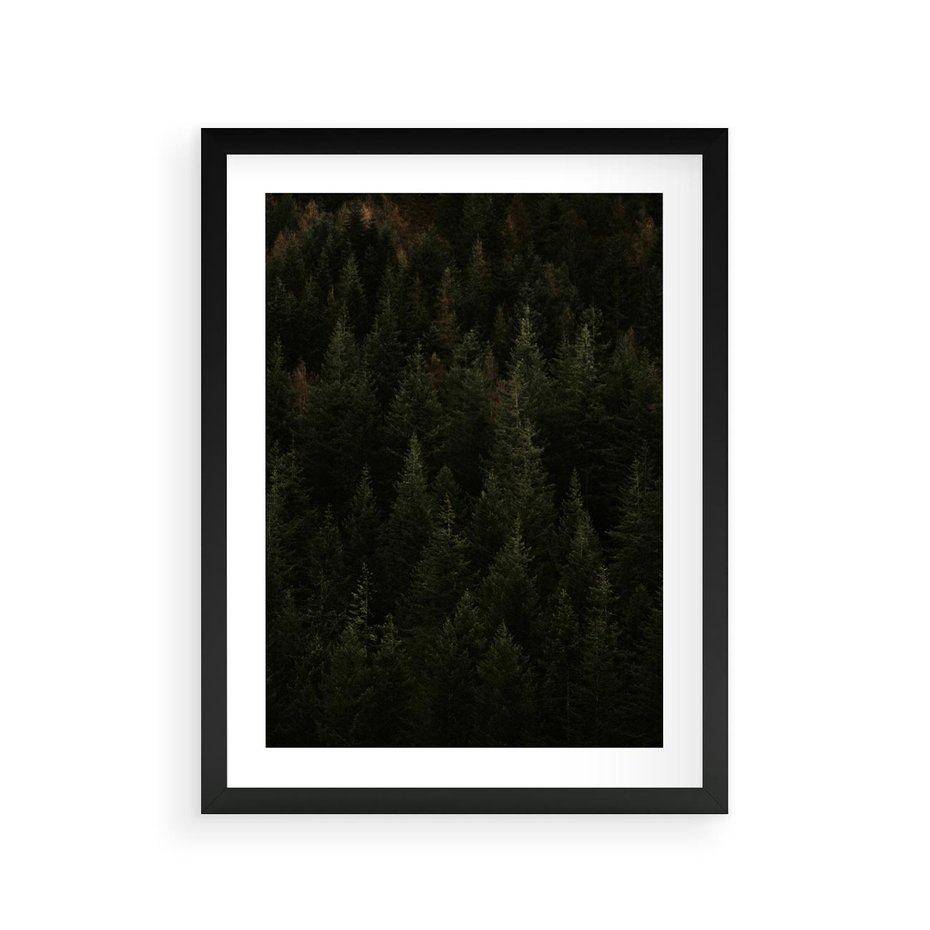 Plakat w ramie 30x40 - Ciemny las iglasty - las, iglasty - rama czarna